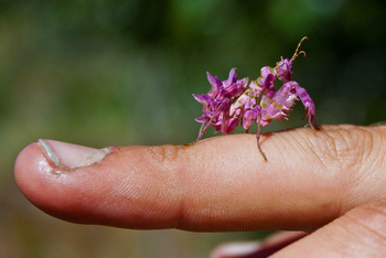 Wasa Lodge: Spiny Flower Mantis