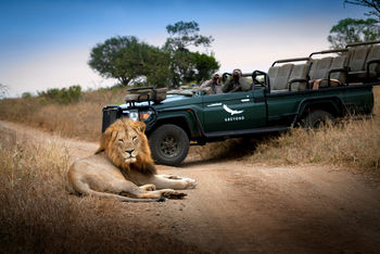 andBeyond Phinda Forest Lodge: Majestätischer Löwe und Gäste bei Pirschfahrt