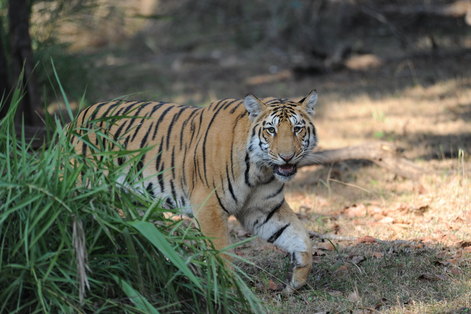 Pench National Park Pench National Park