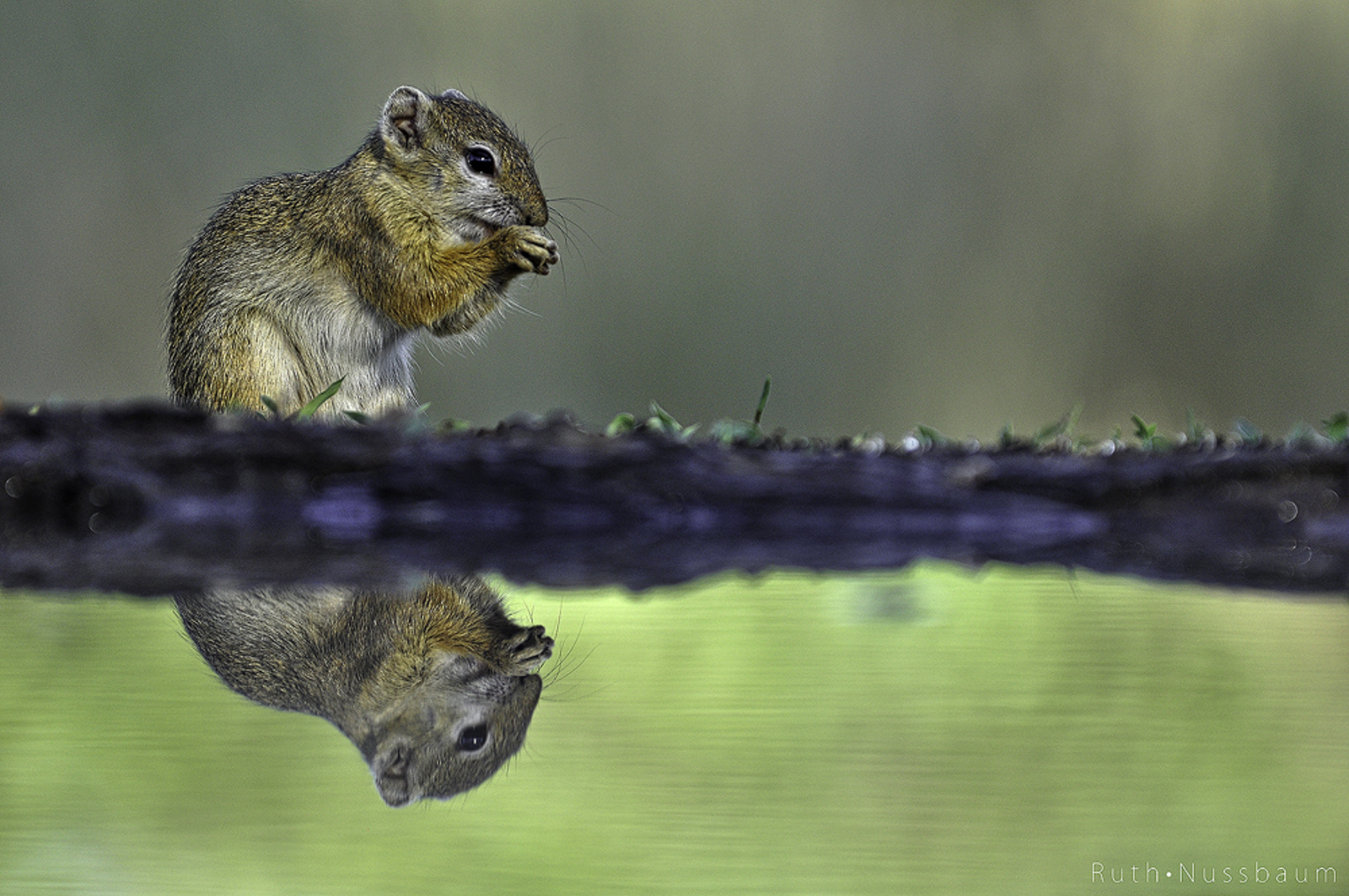 Mashatu Game Reserve Mashatu Game Reserve