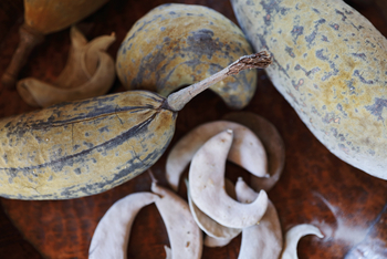 Camp Kalahari: Früchte