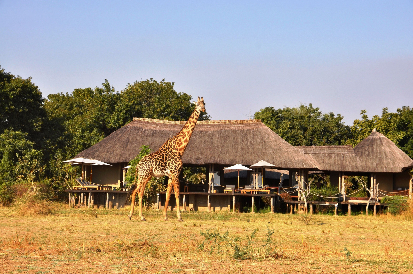 Chikunto Safari Lodge Chikunto Safari Lodge: Giraffe vor der Lodge