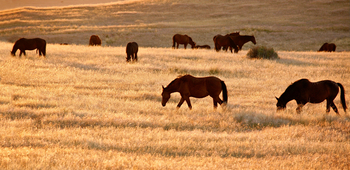 Desert Horse Inn: Pferde