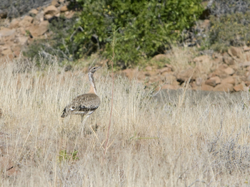 Desert Rhino Camp Desert Rhino Camp: Ludwigtrappe