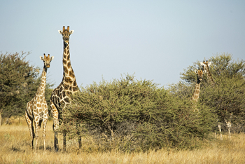 Eagle Tented Lodge: Giraffengruppe