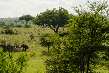 Elewana Serengeti Migration Camp: Grüne Landschaft