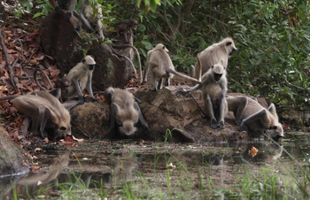 Emerald Tiger Retreat: Graulanguren am Wasserloch