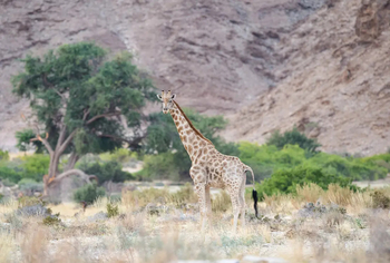 Hoanib Elephant Camp: Giraffe