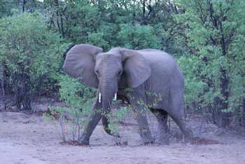Hobatere Lodge: Drohender Elefant
