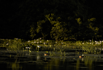 Ingwe Pan Camp: Pygmy Gees