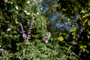 Katambuga House: Salvia Japonica