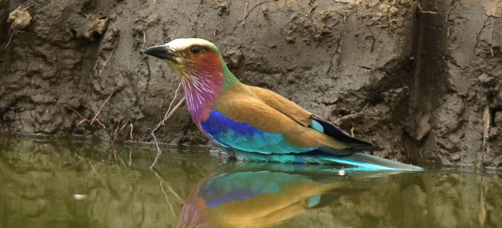 Kavinga Safari Camp Kavinga Safari Camp: Lilac Breasted Roller