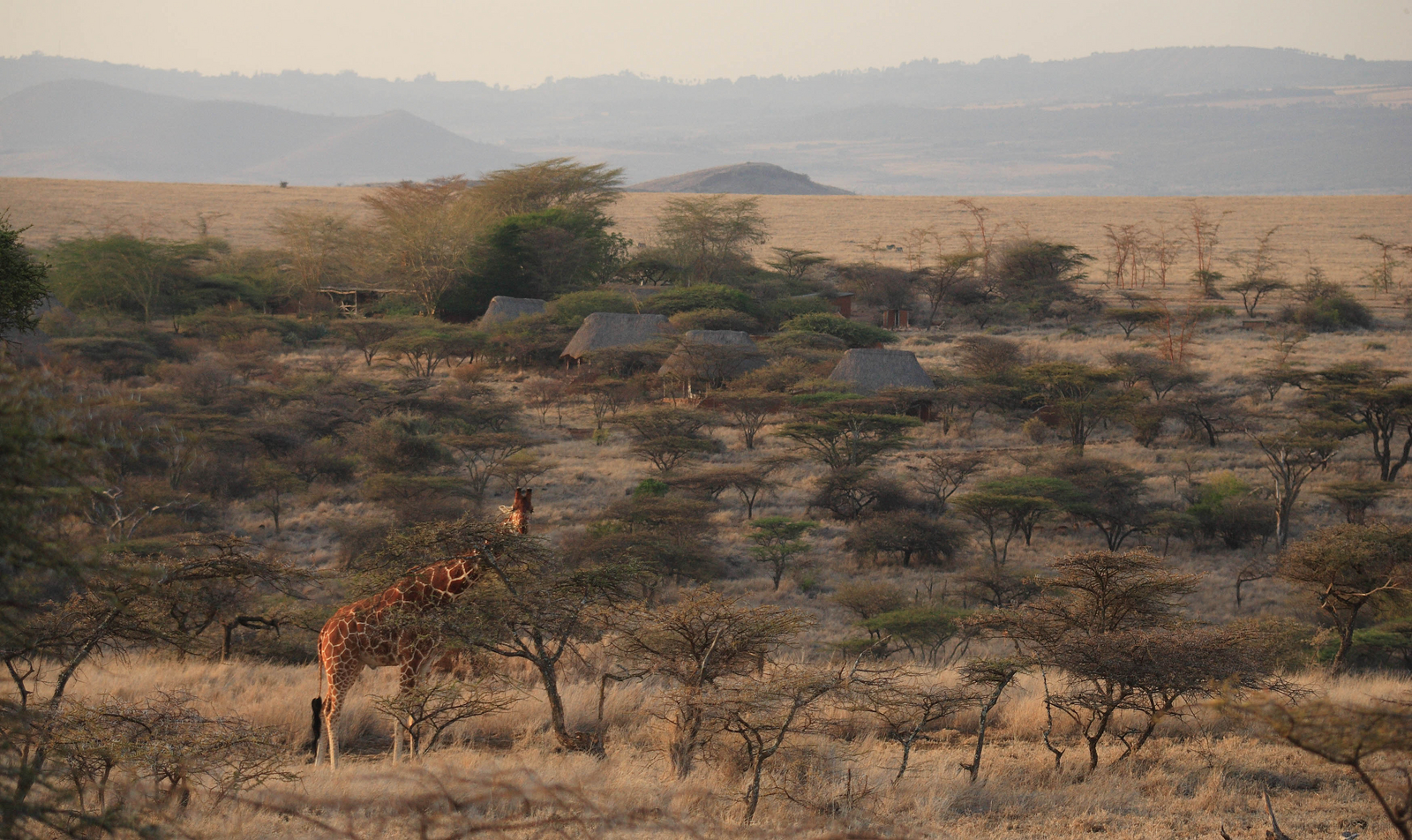 Lewa Safari Camp Lewa Safari Camp: Netzgiraffe vor dem Camp