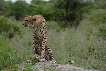 Little Chem Chem: Gepard