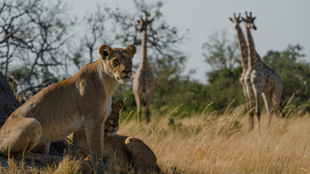 Mbamba Camp: Löwe und Giraffen