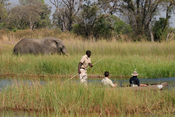 Moremi Crossing: Elefant im Schilf