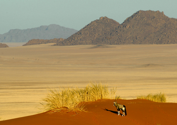 Namib Rand Nature Reserve: Oryx vor dem Grasmeer