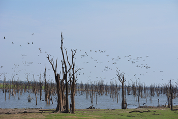 Nanzhila Lake Camp Nanzhila Lake Camp: Versunkener Wald