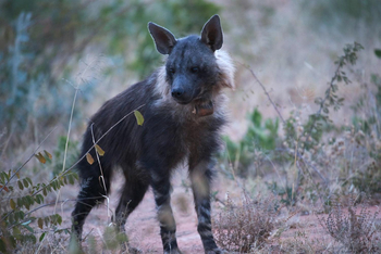 Okonjima Plains Camp: Braune Hyäne mit GPS-Halsband
