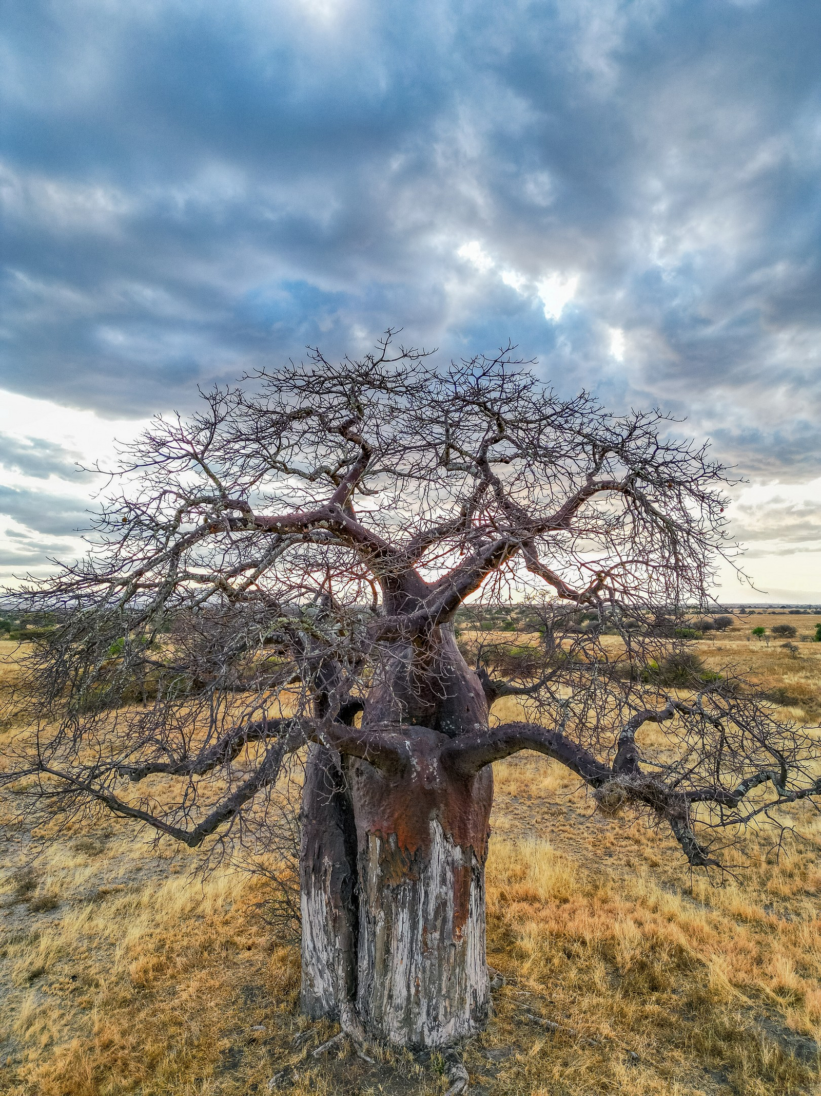 Olkeri Camp Olkeri Camp: Affenbrotbaum