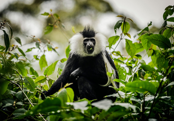 One and Only Nyungwe House: Colobus Monkey