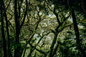 One and Only Nyungwe House: Wasserfall Trekking
