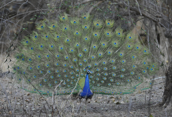 Ranthambore National Park: Pfau