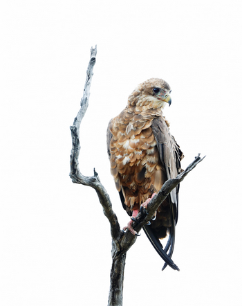 Sable Alley Camp: Junger Raubadler