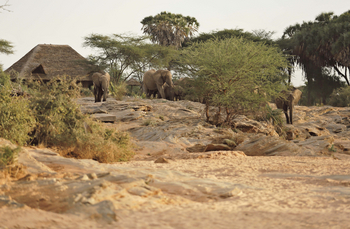 Saruni Rhino Camp: Elefanten vor Camp Banda 3