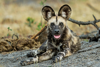 Savute Safari Lodge: Ruhender Wildhund