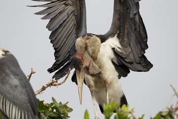 Shinde Lodge Shinde Lodge: Marabu