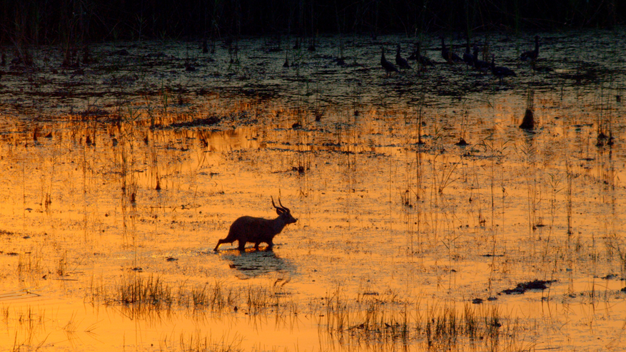 Sitatunga Private Island Camp