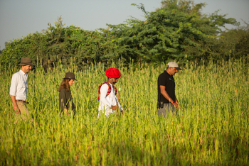 Sujan Jawai: Auf den Feldern