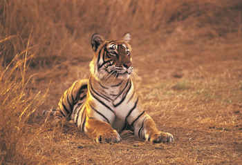 The Oberoi Vanyavilas Wildlife Resort Ranthambore The Oberoi Vanyavilas Wildlife Resort Ranthambore: Junger Tiger