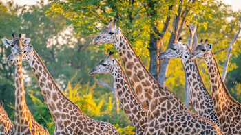 Time + Tide South Luangwa Time + Tide South Luangwa: Giraffenhälse
