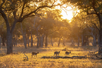Time + Tide South Luangwa: Impalas