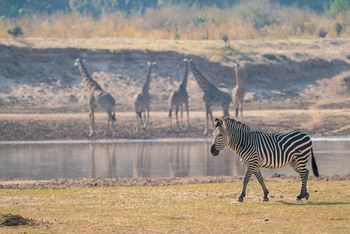 Time + Tide South Luangwa: Zebra