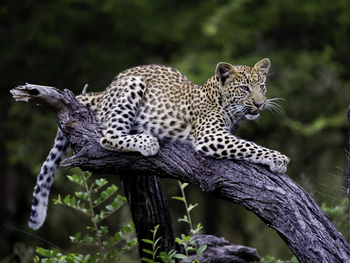 Tubu Tree Camp: Junger Leopard