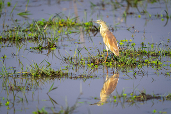 Mokete Camp: Squacco Heron