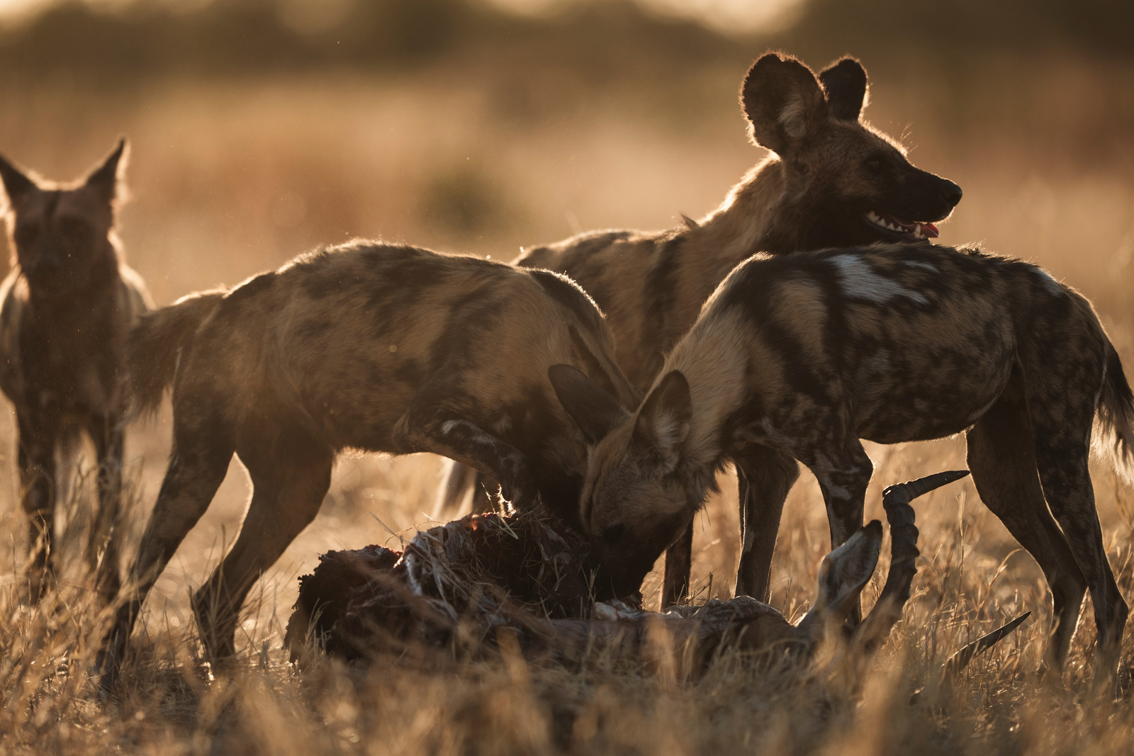 Wilderness Mokete Camp Wilderness Mokete Camp: Wildhunde