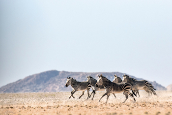 andBeyond Sossusvlei Desert Lodge: Hartmann's Zebras