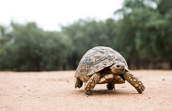 Amanzi Camp: Leopardenschildkröte