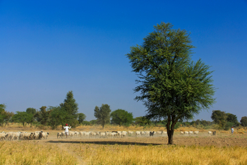 Bera Safari Lodge: Volk der Rabaris