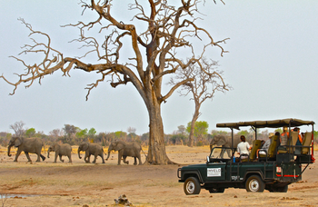 Camelthorn Lodge Camelthorn Lodge: Elefanten beim Game Drive