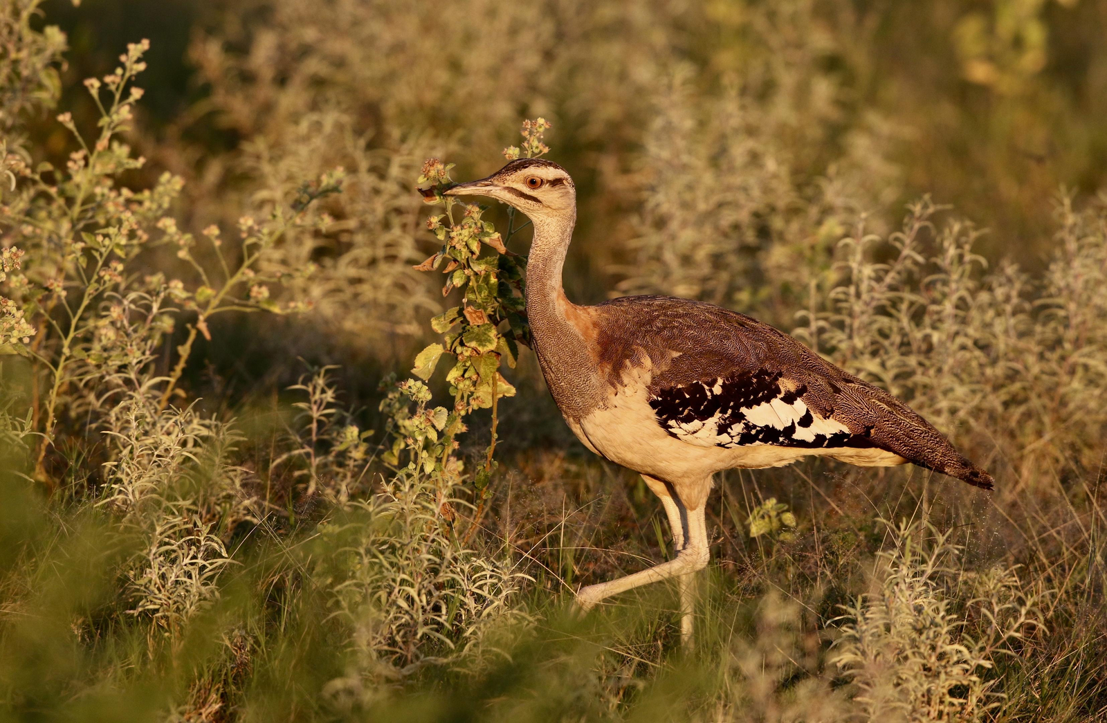 Changa Safari Camp Changa Safari Camp: Denham's Bustard