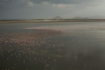Chem Chem Lodge: Flamingo Congregation
