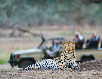 Old Mondoro Camp: Alter Leopard
