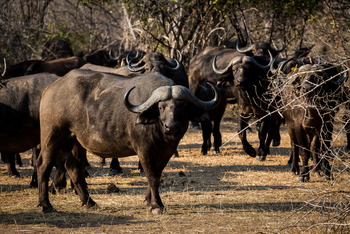 Chikwenya Camp Chikwenya Camp: Wasserbüffelherde