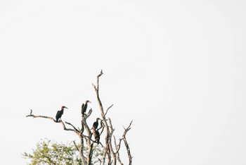 Chilo Ivory Trail Adventure: Ground Hornbills