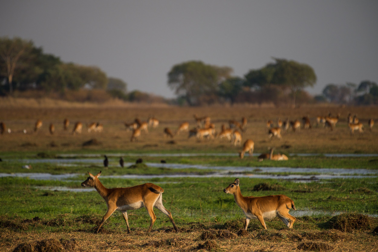 Chisa Busanga Camp Chisa Busanga Camp: Antilopen im Sumpf